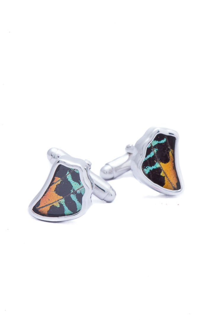 1-Real Butterfly Wings-A-SA-1B-Silver-butterfly-cufflinks-Shimmering-Rainbow-Wing-Shaped-Chrysiridia-Madagascariensis-Bottom-